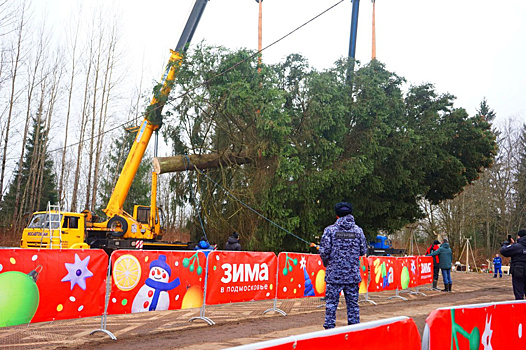 Вековую новогоднюю елку для Кремля спилили в Подмосковье