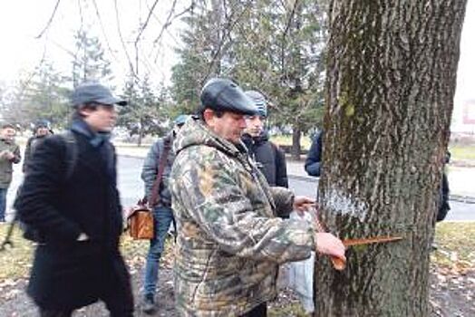 «Деревья-долгожители». В Белгородской области проходит экологическая акция
