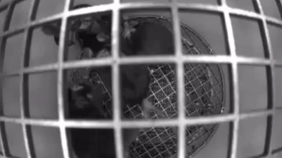 Роскосмос опубликовал видео с мышами на борту спутника Бион-М 2