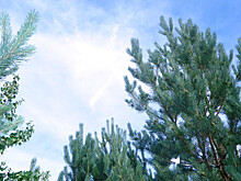 Достопримечательности Алтая: уникальные многовековые сосны признали памятником природы