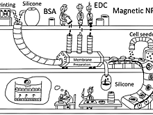 Ученые напечатали на 3d-принтере удобное жилье для совместной жизни клеток