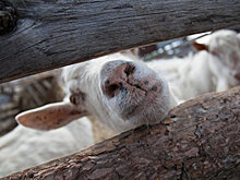 Два десятка лет без забора: козы и собаки мешают проводить уроки в Кропивницкой школе