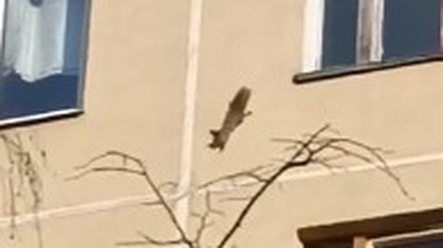 В Чертанове заметили белку, которая бегала по стене дома и заглядывала в окна