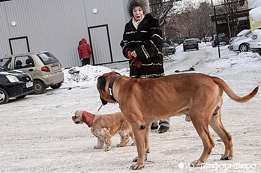 Проблему нападений собак в России решат на частные деньги