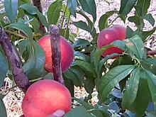 Эксперт дал советы, как выбрать персики и нектарины