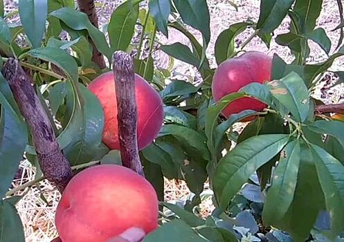 Эксперт дал советы, как выбрать персики и нектарины