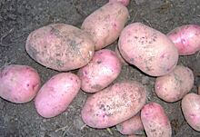 Проверка российских сортов картофеля на урожайность