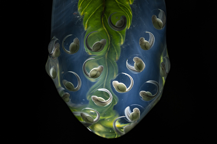 3-е место в категории «Природа» — «Новая жизнь». Яйца стеклянной лягушки Уайли висят на кончике листа в тропических лесах Анд, Эквадор.