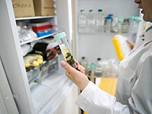 Биологи изучают пчелиную болезнь