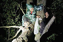 Потерявшаяся в лесу Подмосковья пенсионерка выжила, привязав себя к дереву