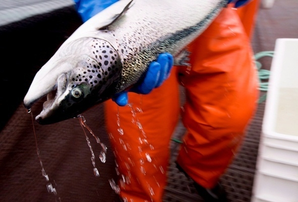 В Санкт-Петербурге выпустили в Неву 2,5 тыс. особей атлантического лосося