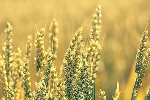 Минсельхоз РФ повысил прогноз урожая зерна в России до 121 млн тонн