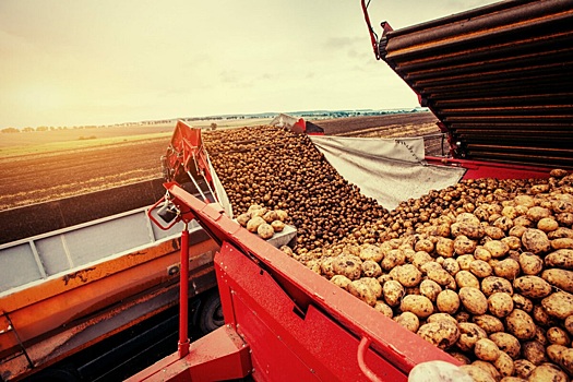 Картофельный союз: картофель для фри как сажали, так и будут сажать
