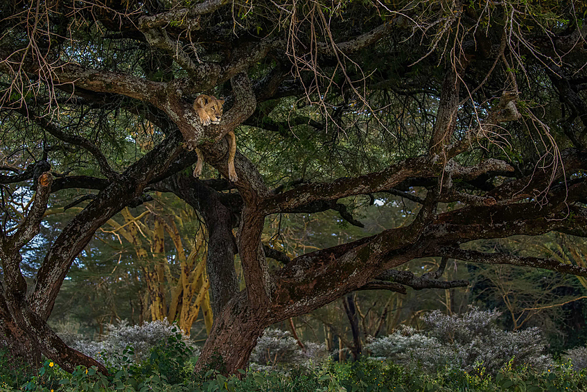 Лев на отдыхе вблизи озера в национальном парке в Кении