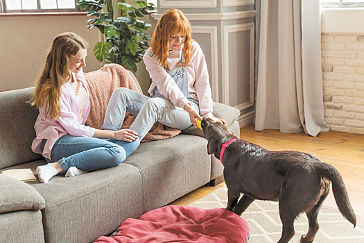 Депутаты предложили ограничить число животных в квартире