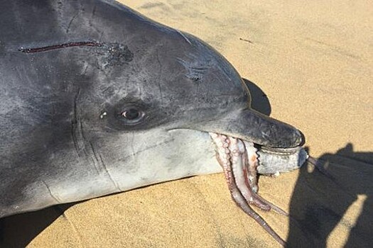 В Австралии осьминог задушил дельфина