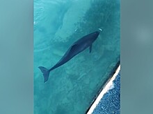 Израненного дельфина всю ночь спасали под Геленджиком