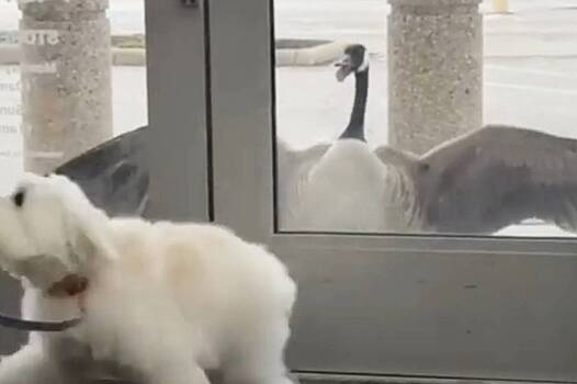 Дикий гусь стал терроризировать магазин ради гусыни