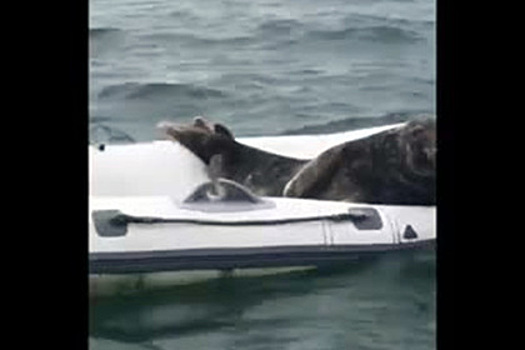 В Ирландии ленивый тюлень прилег отдохнуть в лодке