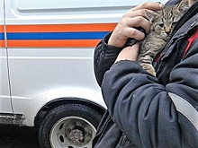 Костромич с удивлением обнаружил под капотом своего авто живое существо