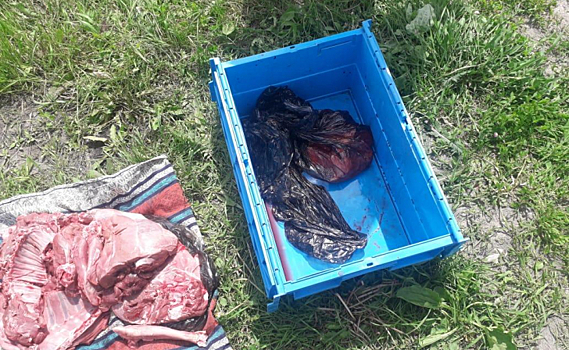 Браконьера с карабином и останками косули задержали в Курской области