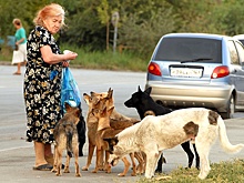 В Приморье за кормление бродячих животных ввели штраф
