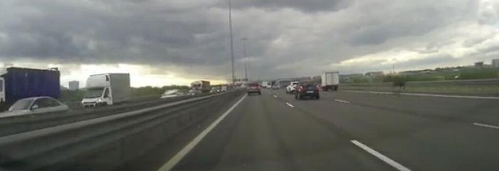 Лось спровоцировал аварию на магистрали Петербурга