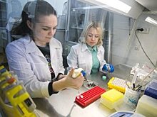 Ученые ННГУ выяснили, что пчелиный яд сдерживает рост опухолей