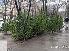 В Ростове пресекли 10 точек нелегальной продажи хвойных деревьев