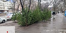 В Ростове пресекли 10 точек нелегальной продажи хвойных деревьев