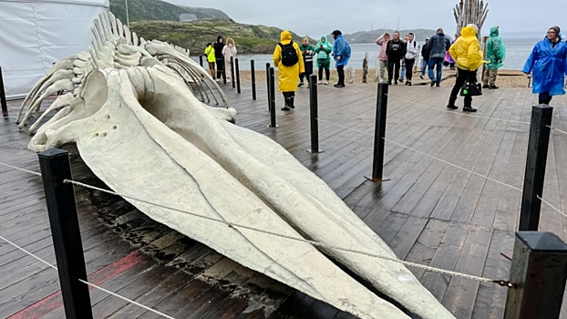 Правила безопасного наблюдения за китами разработали в Мурманской области