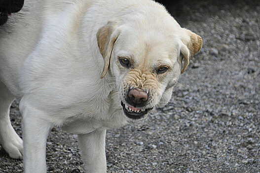 Бездомная собака напала на шестилетнего мальчика в пригороде Владивостока