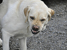 Бездомная собака напала на шестилетнего мальчика в пригороде Владивостока