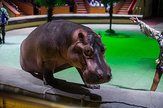 Как живут и работают цирковые бегемоты