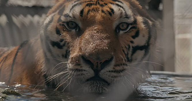 Wired (США): «Король тигров» жесток и мерзок — так зачем же мы все его смотрим?
