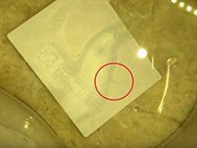 Главный санитарный врач назвала жару одной из главных проблем Роспотребнадзора в этом году