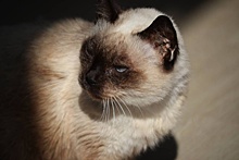 Умер самый старый сиамский кот в России