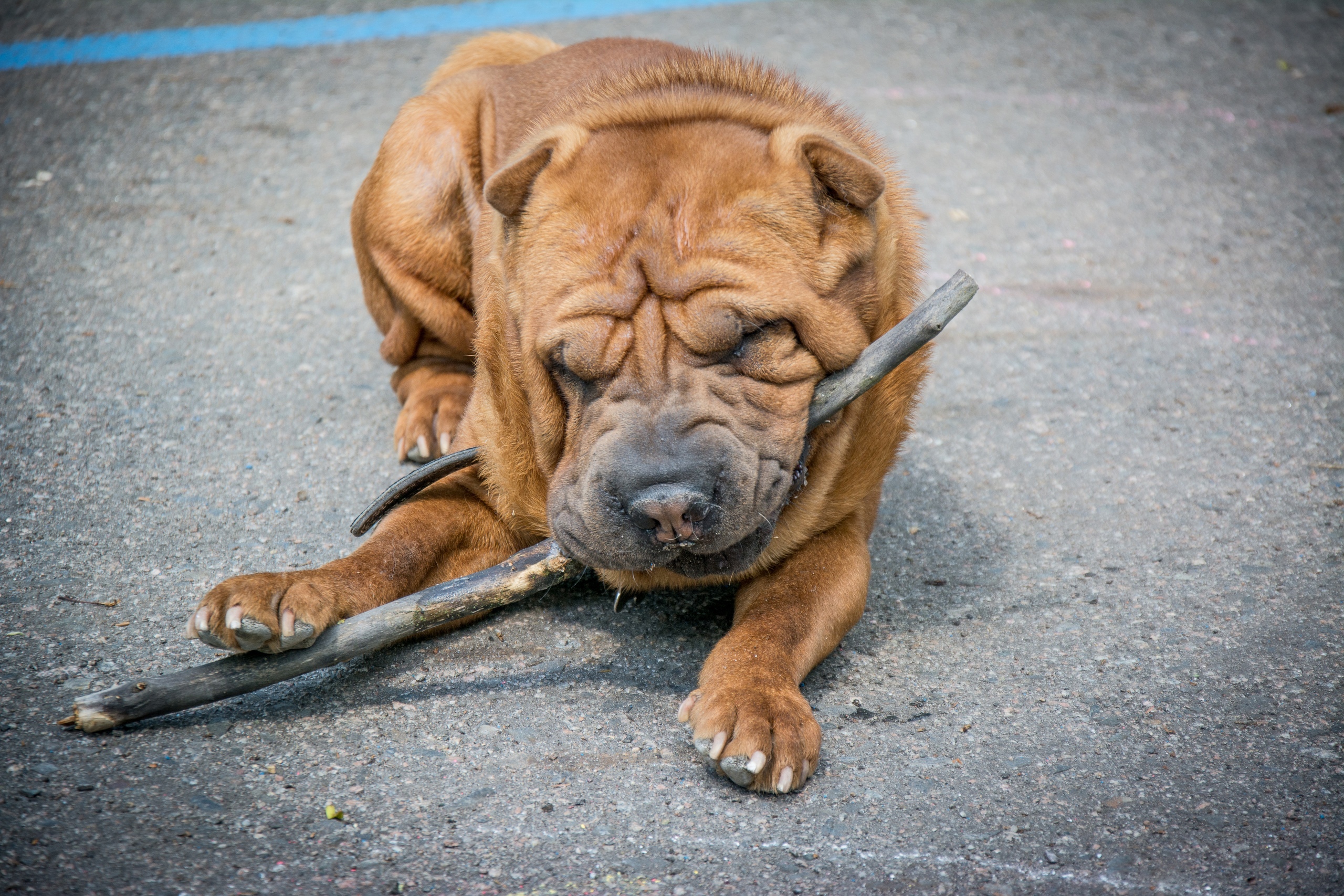 В Курске людям в нетрезвом виде запретят выгуливать собак
