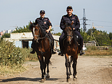В Саратове умирают полицейские лошади. Спасти их мешают бюрократические препоны