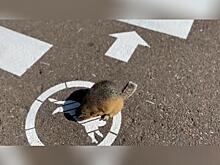 В России появился первый пешеходный переход для сусликов