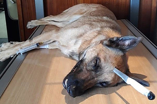 В ЮАР собака пожертвовала собой, защищая хозяина