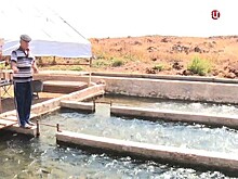 В Сирии восстанавливают рыбный промысел