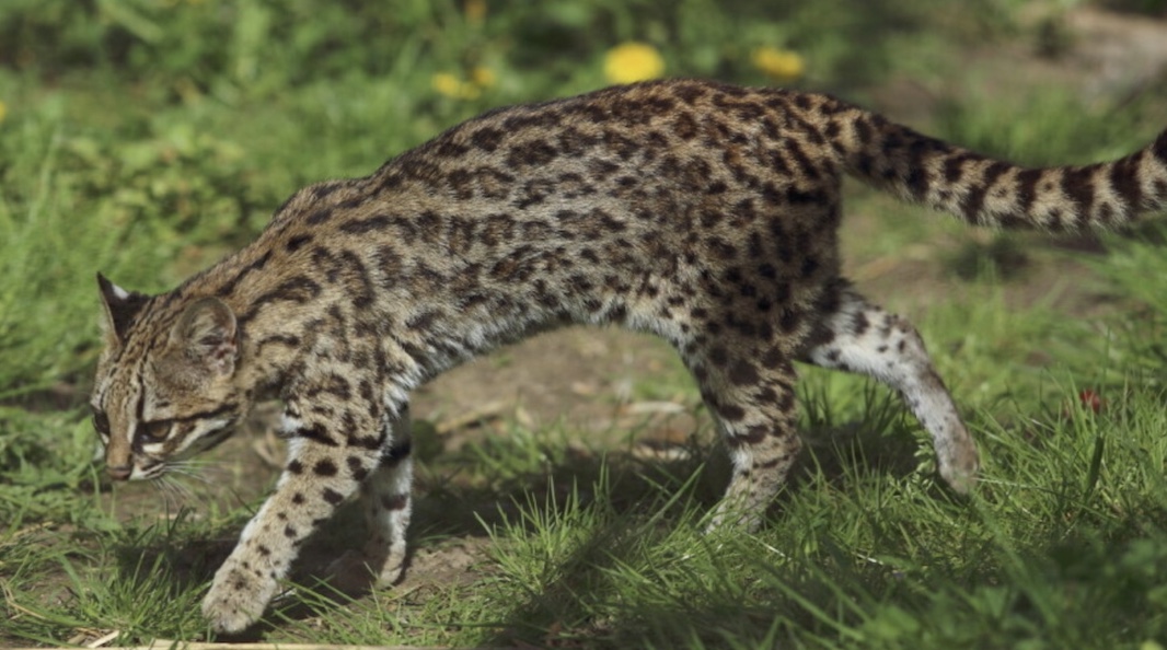 Ученые обнаружили третий вид тигровых кошек в Бразилии