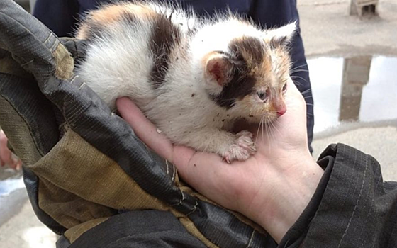 В Рязанской области пожарные освободили котёнка из товарного вагона