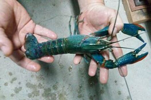 Где раки зимуют. Зачем донские фермеры разводят экзотическую живность