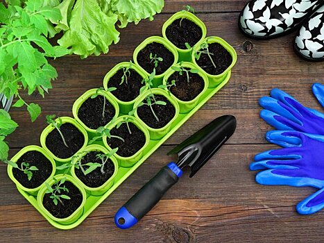 Эксперт Шалыганов спрогнозировал раннее начало дачного сезона в 2025 году