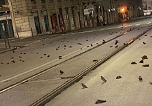 Появились кадры гибели птиц в Риме 