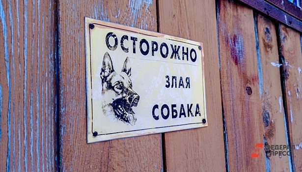 Собаки напали на женщину в Нижегородской области: пострадавшей потребовалась помощь врачей