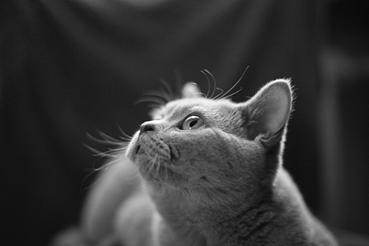 Мурманского губернатора шокировало видео с убийством котёнка