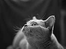 Мурманского губернатора шокировало видео с убийством котёнка